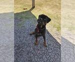 Small Rottweiler