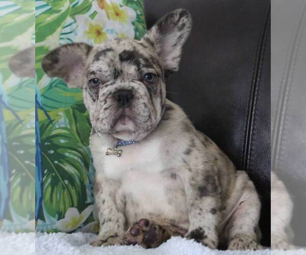 Medium Photo #1 French Bulldog Puppy For Sale in COCOA, FL, USA