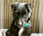 Small #5 Mutt