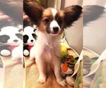 Puppy Charlie Brown Papillon
