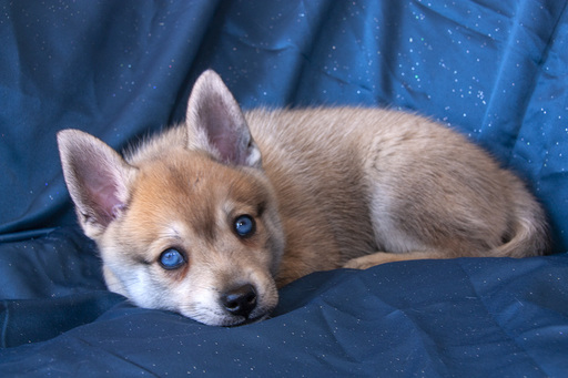 Medium Photo #1 Alaskan Klee Kai Puppy For Sale in LOS ANGELES, CA, USA