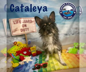 Cataleya - Female Toxirn Dog for Adoption - Photo #7
