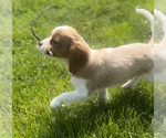 Small Photo #4 Cavalier King Charles Spaniel Puppy For Sale in EDWARDSBURG, MI, USA