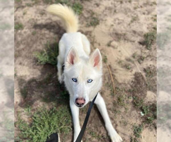 Medium Photo #1 Siberian Husky Puppy For Sale in Aurora, CO, USA