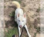 OSO - Male Siberian Husky Dog for Adoption - Small photo