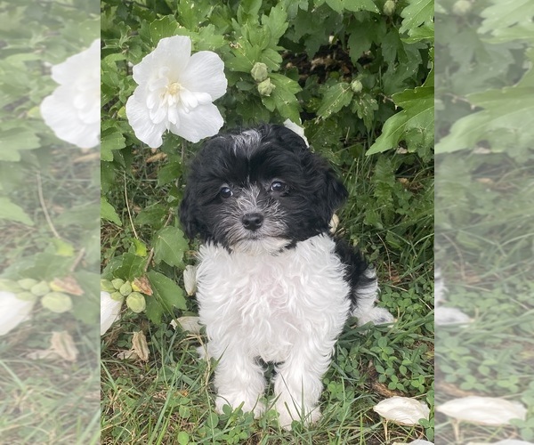 Medium Photo #4 Havanese Puppy For Sale in CANOGA, NY, USA