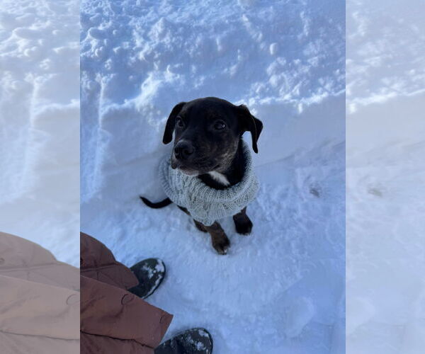 Medium Photo #3 English Mastweiler Puppy For Sale in Oro Medonte, Ontario, Canada