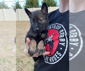 German Shepherd Dog Puppy for sale in MOORESVILLE, NC, USA