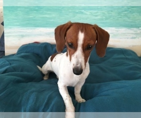Medium Photo #1 Dachshund Puppy For Sale in AYDLETT, NC, USA