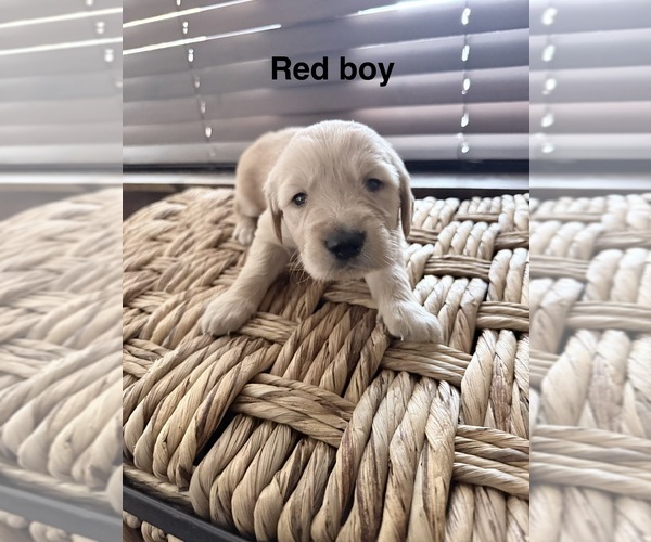 Medium Photo #7 Golden Retriever Puppy For Sale in JUSTIN, TX, USA