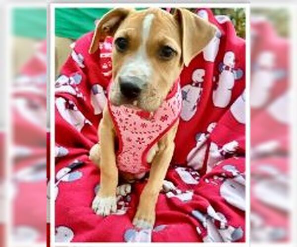 Medium Photo #4 Boxador Puppy For Sale in Missouri City, TX, USA