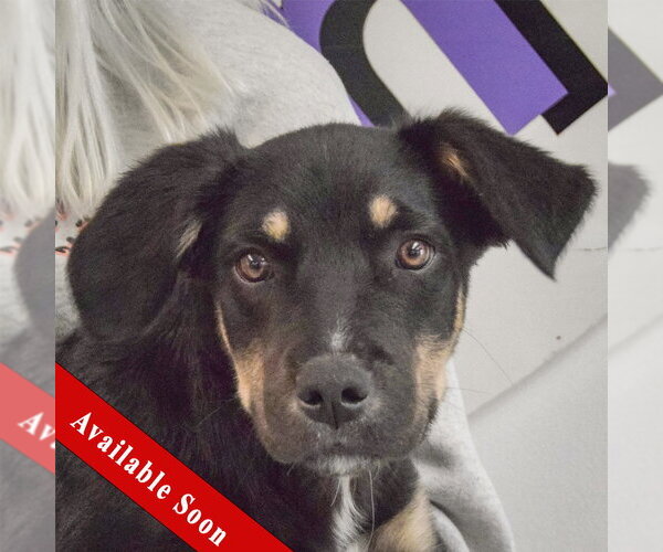 Medium Photo #1 German Shepherd Dog-Unknown Mix Puppy For Sale in Huntley, IL, USA