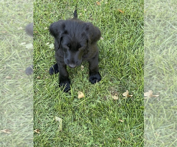 Medium Photo #10 Labradoodle Puppy For Sale in JONES, MI, USA