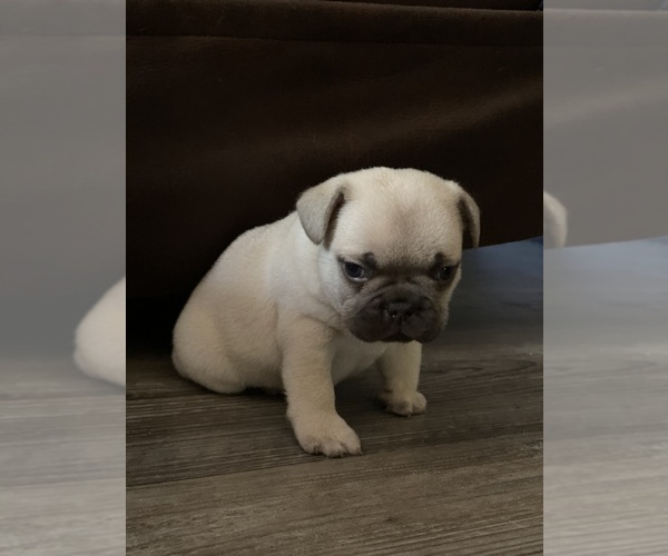 Medium Photo #1 French Bulldog Puppy For Sale in WILLISTON, FL, USA