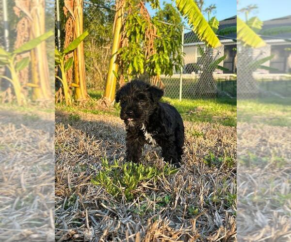 Medium Photo #2 Schnauzer (Miniature) Puppy For Sale in LEHIGH ACRES, FL, USA