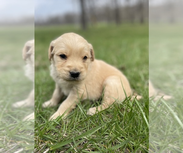Medium Photo #3 Golden Retriever Puppy For Sale in FORDLAND, MO, USA