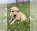 Small Photo #3 Golden Retriever Puppy For Sale in FORDLAND, MO, USA