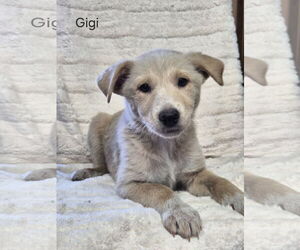 Australian Shepherd-Texas Heeler Mix Dogs for adoption in Phelan, CA, USA