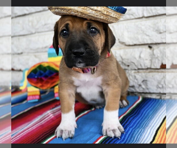 Medium Photo #4 Great Dane-Unknown Mix Puppy For Sale in OKLAHOMA CITY, OK, USA