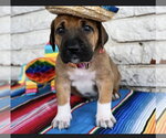 Small #3 Great Dane Mix