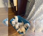 Small Photo #15 Poodle (Standard) Puppy For Sale in NASHVILLE, TN, USA