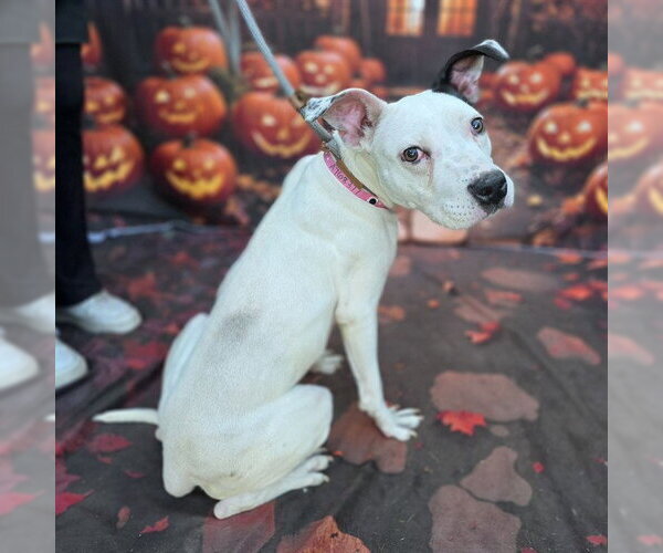 Medium Photo #1 Mutt Puppy For Sale in Long Beach, CA, USA
