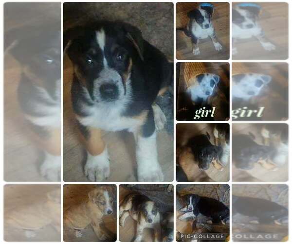 Medium Photo #4 Australian Shepherd-Unknown Mix Puppy For Sale in Aurora, IN, USA