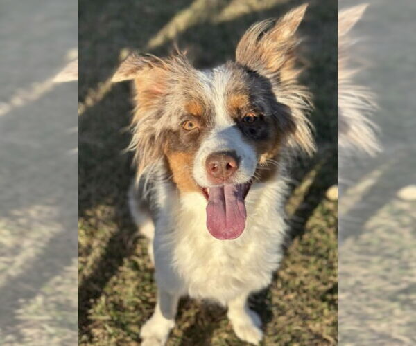 Medium Photo #1 Border-Aussie Puppy For Sale in Canton, CT, USA