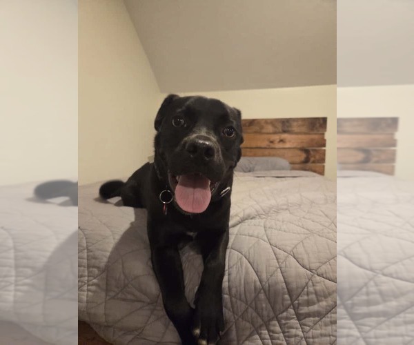 Medium Photo #21 Boxador Puppy For Sale in Wakefield, RI, USA