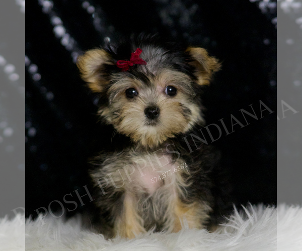 Medium Photo #2 Morkie Puppy For Sale in WARSAW, IN, USA