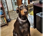 Small Photo #1 Doberman Pinscher Puppy For Sale in VANCOUVER, WA, USA