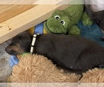 Puppy Puppy 6 Doberman Pinscher