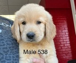 Puppy Male 538 Golden Retriever