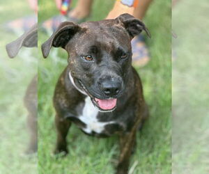Brighton - Female Boxer-Unknown Mix Dog for Adoption - Photo #4