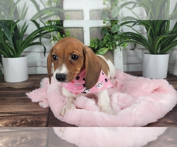 Medium Photo #1 Dachshund Puppy For Sale in NAPLES, FL, USA