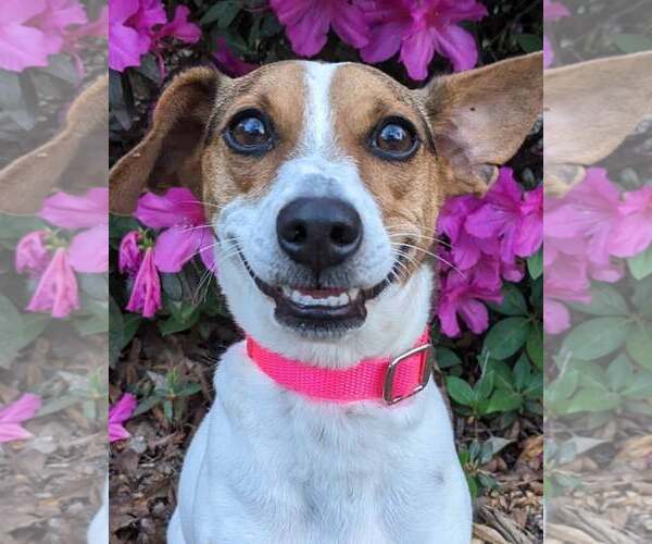 Medium Photo #1 Jack-Rat Terrier Puppy For Sale in Kennesaw, GA, USA