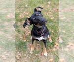 Small #3 Rat Terrier Mix