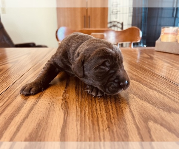 Medium Photo #3 Labrador Retriever Puppy For Sale in NEOLA, WV, USA