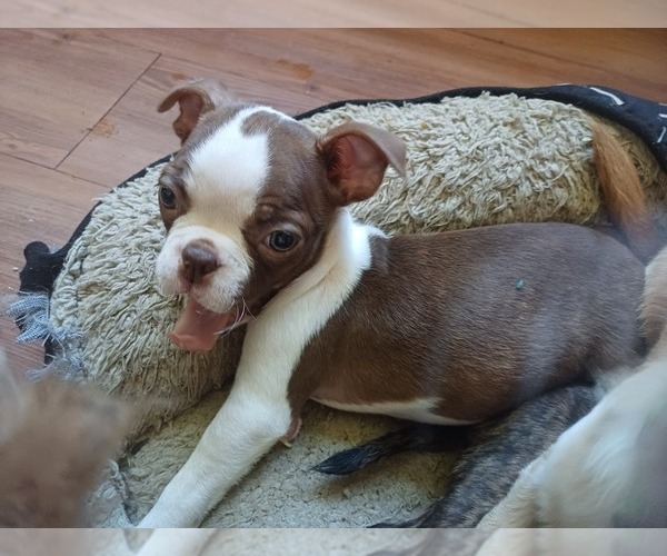 Medium Photo #6 Boston Terrier Puppy For Sale in ANNISTON, AL, USA