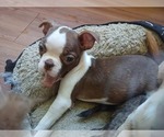 Small Photo #6 Boston Terrier Puppy For Sale in ANNISTON, AL, USA