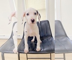 Small Photo #10 Dalmatian Puppy For Sale in NEW MILFORD, CT, USA