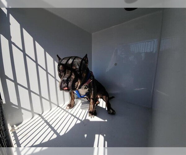 Medium Photo #1 Mutt Puppy For Sale in Houston, TX, USA