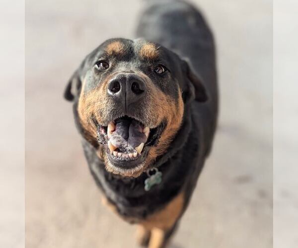 Medium Photo #7 Rottweiler-Unknown Mix Puppy For Sale in Houston, TX, USA