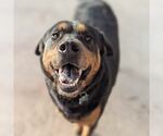Small #6 Rottweiler Mix
