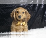 Puppy Peppercorn AKC Dachshund