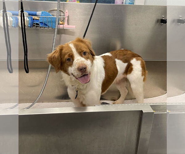 Medium Photo #4 Labany Puppy For Sale in Curwensville, PA, USA