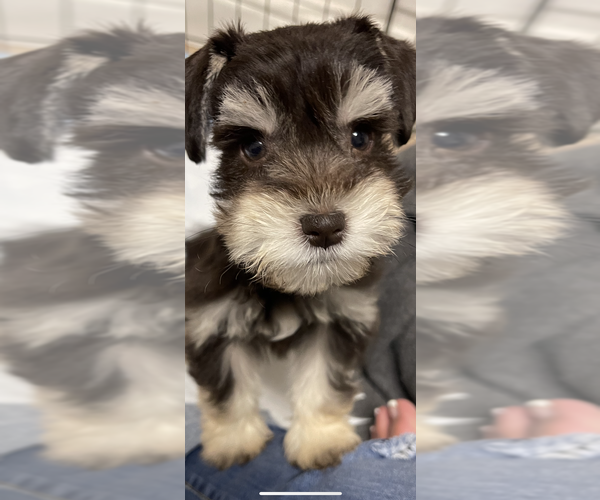 Medium Photo #1 Schnauzer (Miniature) Puppy For Sale in DIXON, CA, USA