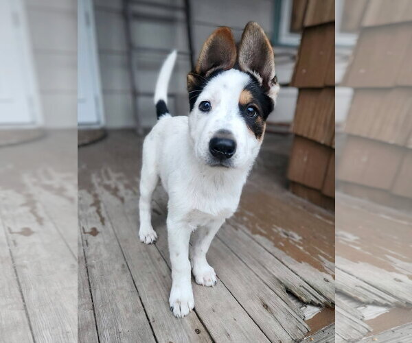 Medium Photo #4 Mutt Puppy For Sale in New London, WI, USA