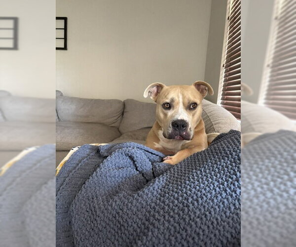 Medium Photo #1 American Pit Bull Terrier-Unknown Mix Puppy For Sale in Chandler, AZ, USA