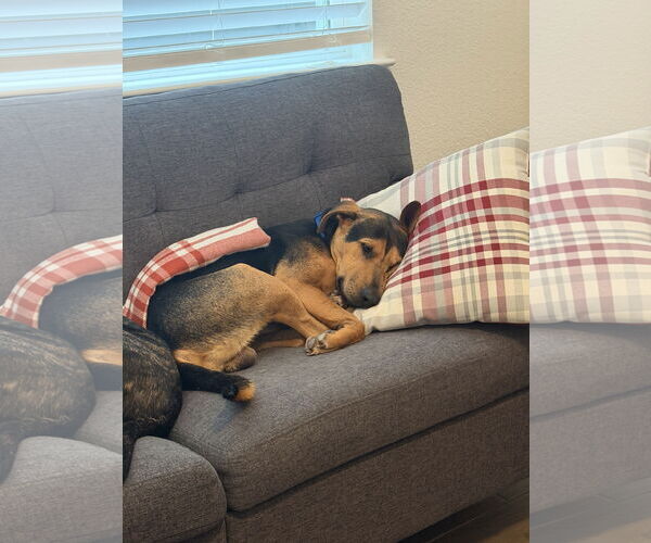 Medium Photo #5 Labrador Retriever-Unknown Mix Puppy For Sale in The Woodlands, TX, USA